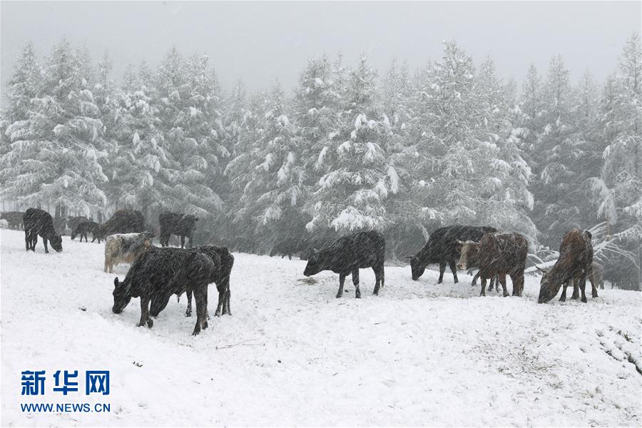 #（生态）（3）天山五月飞雪