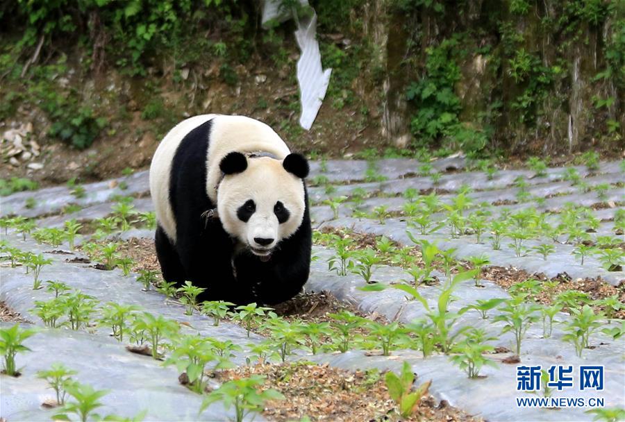 （图文互动）（2）汶川大熊猫下山到村民家“做客”