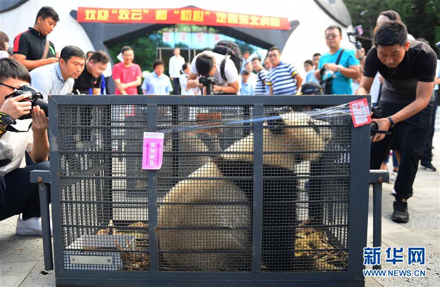 （社会）（5）熊猫姐妹花“落户”吉林长春