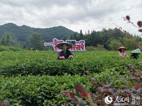 交通便利后，七彩部落旅游发展迅速，游客采茶。李宇 摄