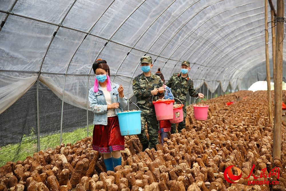 官兵在香菇种植基地和村民一起采摘香菇。