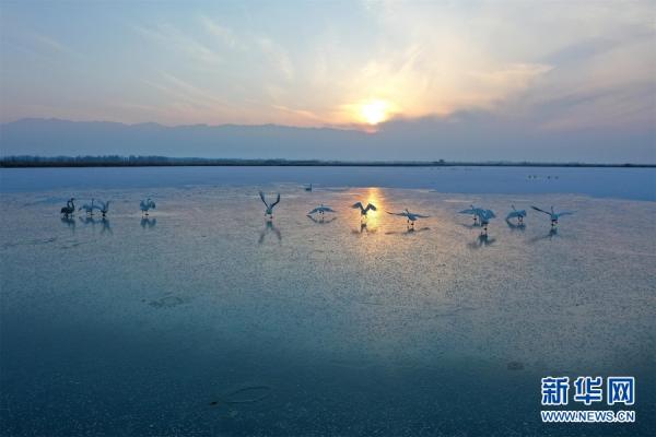 甘肃张掖：大批白天鹅“打卡”黑河湿地