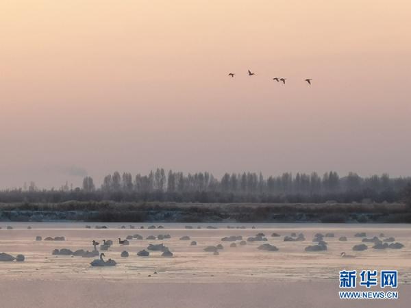 甘肃张掖：大批白天鹅“打卡”黑河湿地