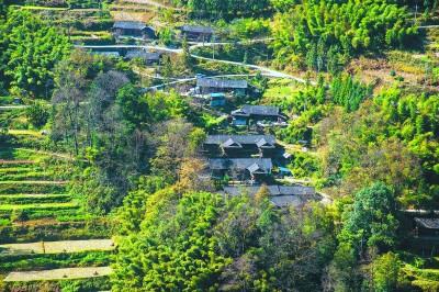 核桃树变身“摇钱树”