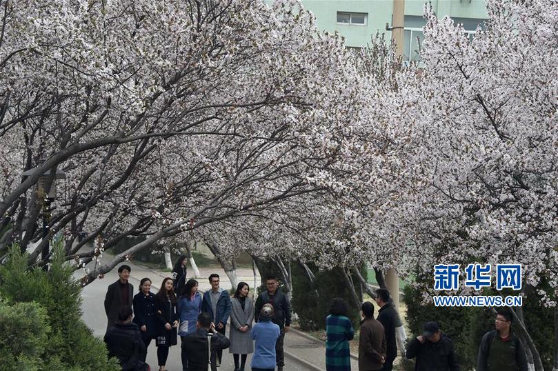 （环境）（1）春到校园花如海