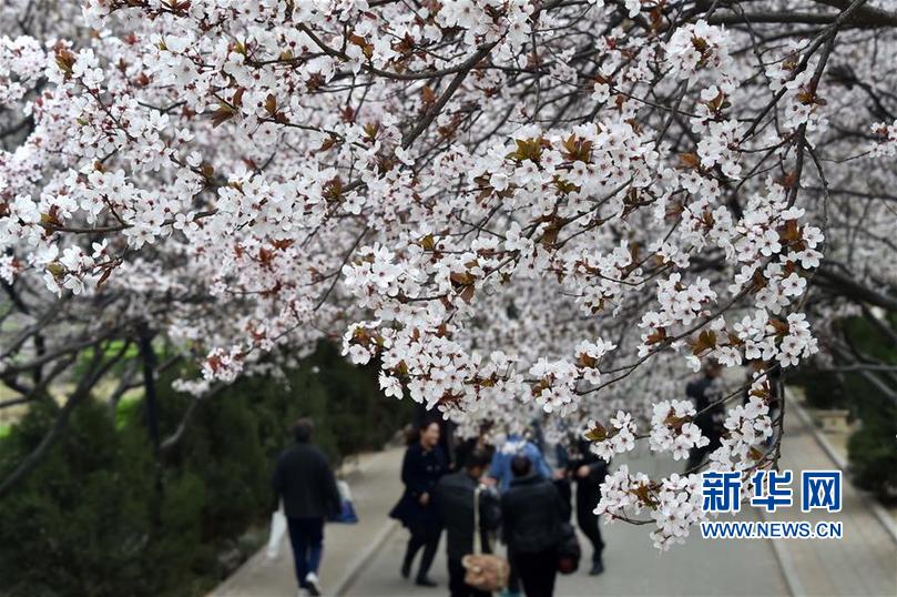 （环境）（3）春到校园花如海