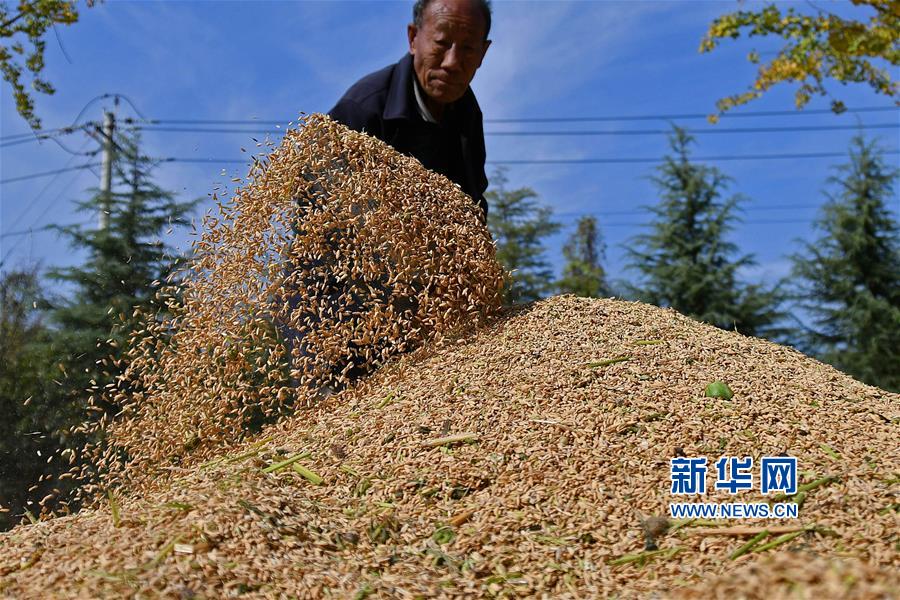 #（经济）（3）金秋时节抢收忙