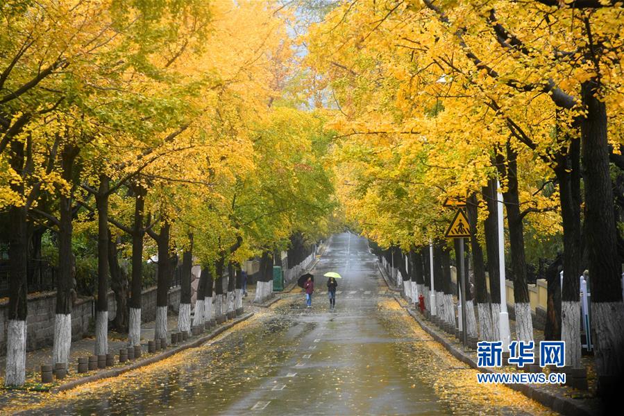 （新华视界）（1）青岛八大关：“不扫模式”营造别样风景