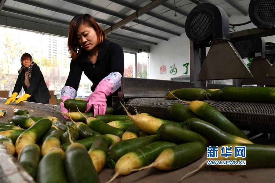 （社会）（2）山东寒亭：萝卜闯出大市场