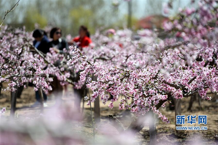 #（经济）（3）山东郯城：“农家花园”助力乡村旅游