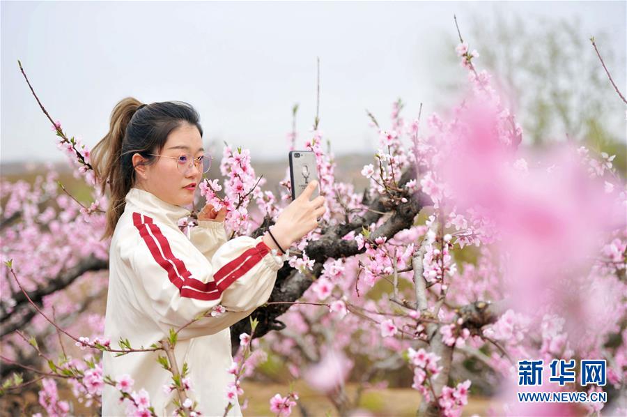 #（新华视界）（3）山东青岛：四月桃花开