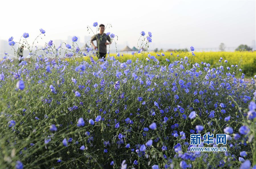 #（新华视界）（1）山东临沂：城市花海美如画