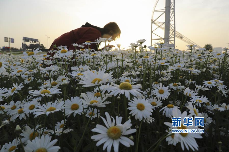 #（新华视界）（5）山东临沂：城市花海美如画