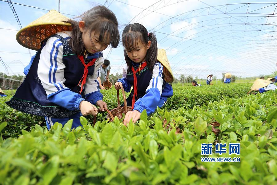 #（社会）（1）山东即墨：采茶叶 学茶艺