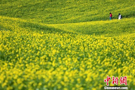 图为十万亩油菜花绽放。　张渊　摄