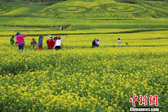 图为油菜花盛开吸引游人。　张渊　摄