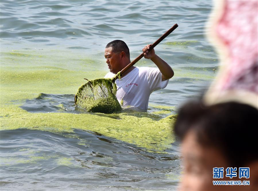 （环境）（1）打捞精细化 浒苔到岸少