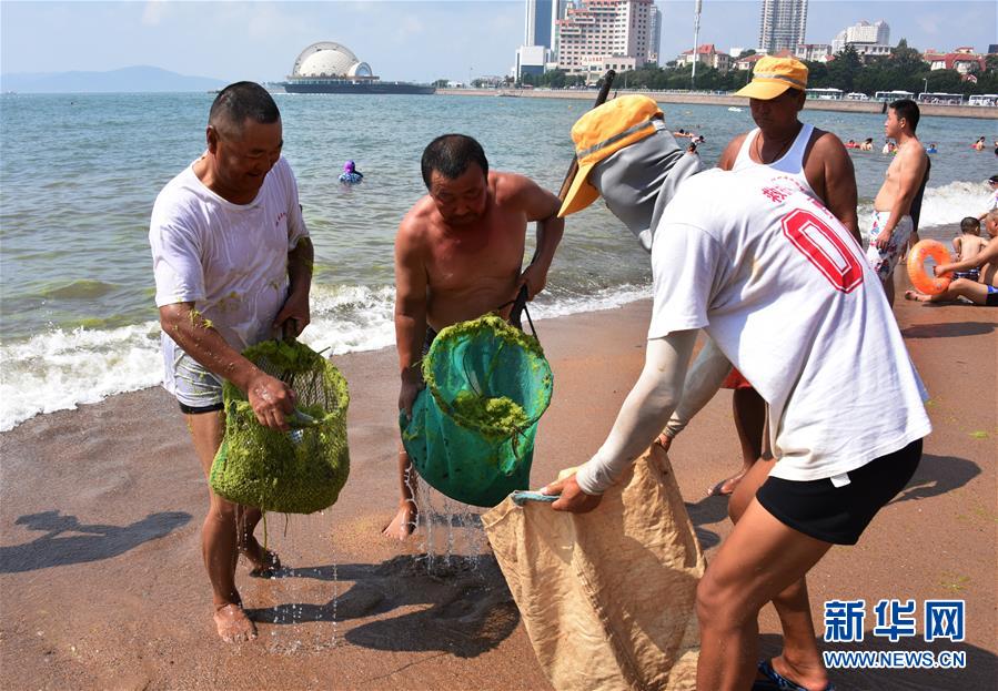 （环境）（2）打捞精细化 浒苔到岸少