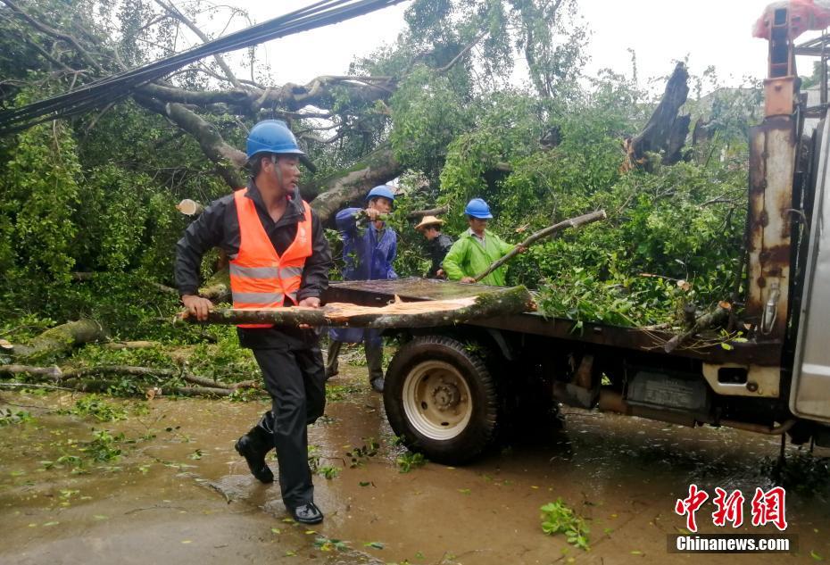 台风“白鹿”吹倒福建漳州百年老榕树