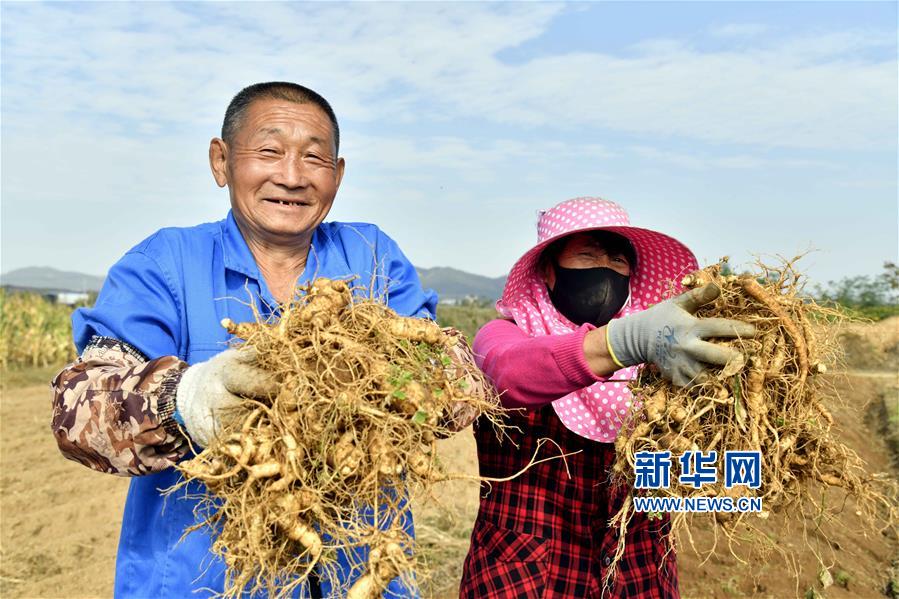 （社会）（1）山东文登：西洋参喜获丰收