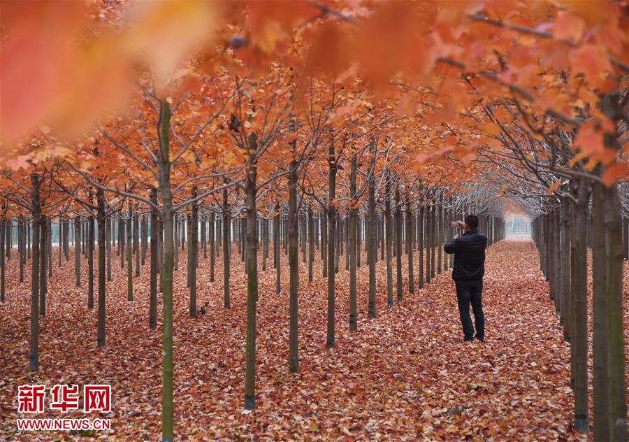 （环境）（2）山东五莲“枫景”如画