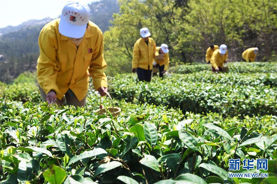 （新华视界）（1）青岛崂山高山大田茶开始采摘