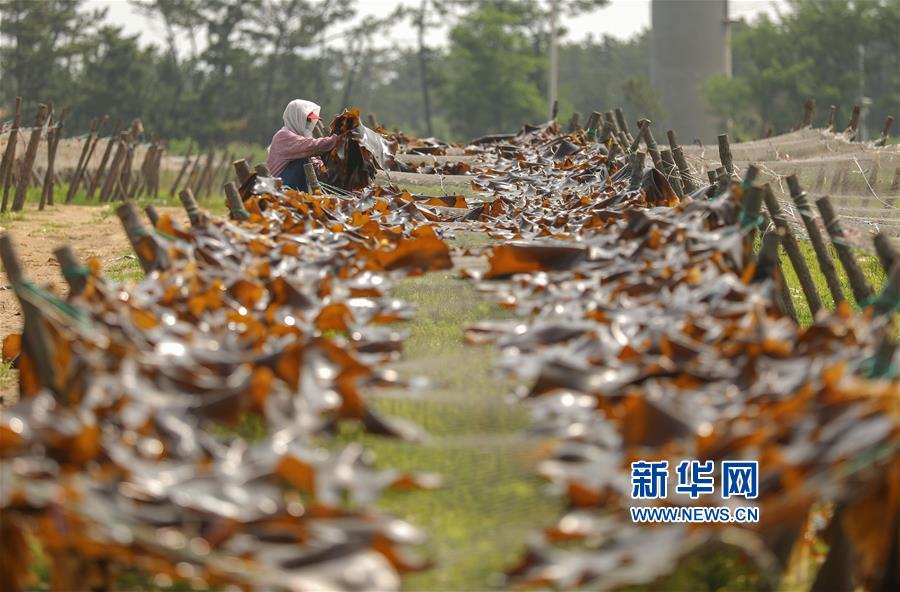 #ï¼æ°åè§çï¼ï¼2ï¼å±±ä¸è£æï¼æµ·å¸¦æ¾æå¿