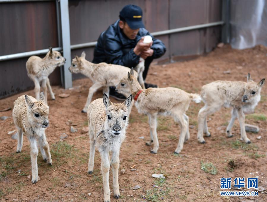 （图文互动）（7）特写：卓乃湖畔护新生