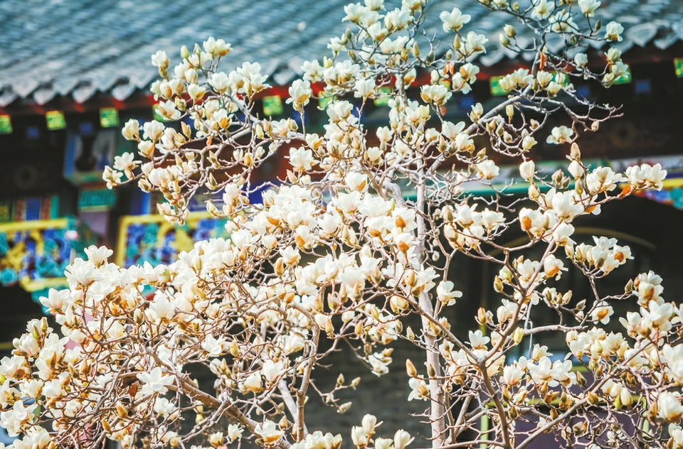 趵突春来早，玉兰胜白雪