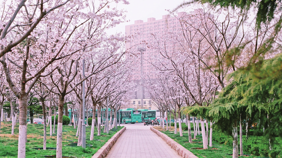 繁花似锦赏樱正当时