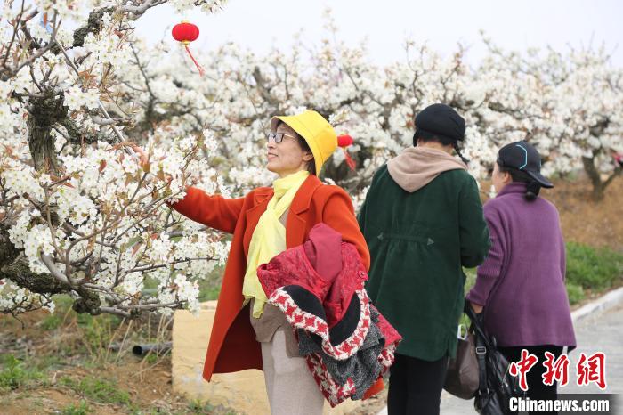 当日，上万名游客前来参加梨花节活动。　胡斌 摄