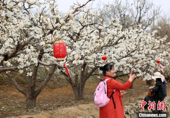 高疃镇肖家沟村的梨园有数百年历史，目前已形成1000亩的种植规模。　胡斌 摄