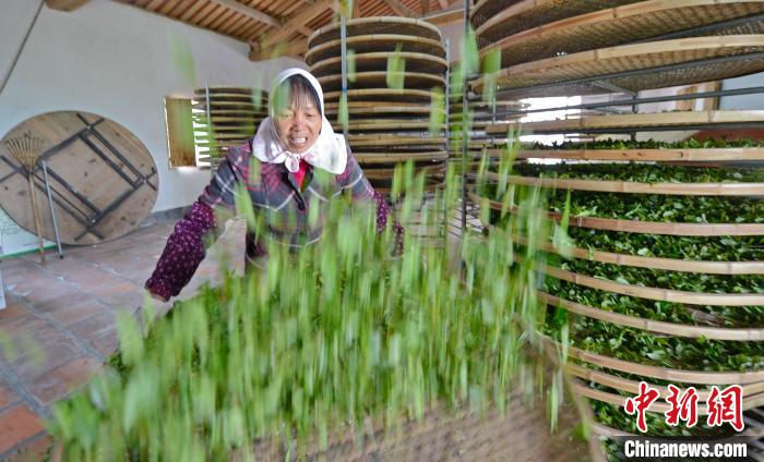 福建茶农春茶采摘忙