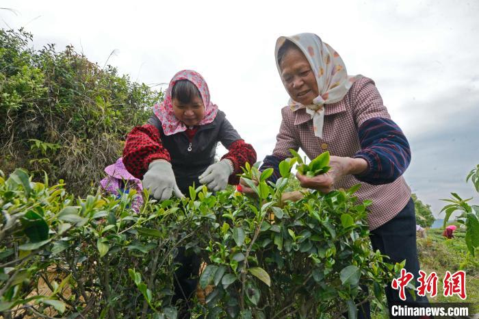 茶农在泉港区涂岭镇雾山茶园采茶。　林弘梫 摄