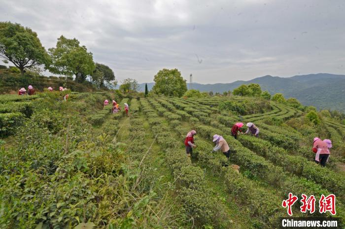 茶农在涂岭镇雾山茶园采茶。　林弘梫 摄