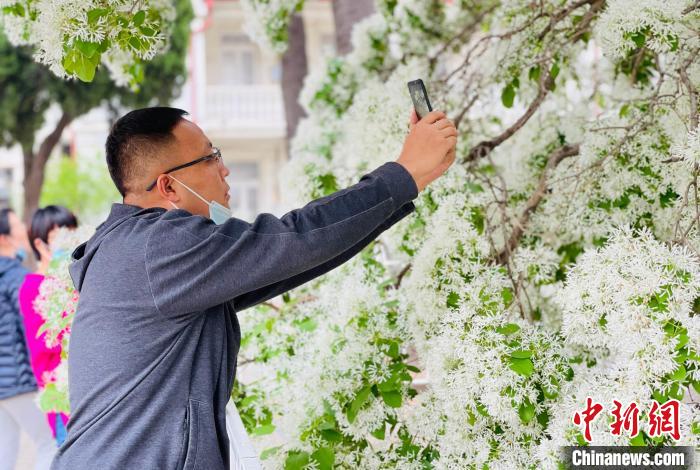 山东烟台：流苏树花开似雪