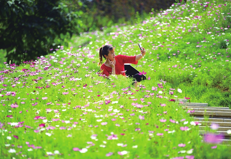 格桑花海