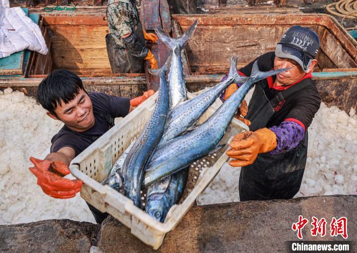 山东荣成：新鲜海鱼走俏中秋市场